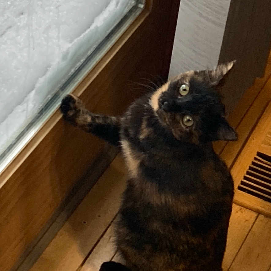 Pepper