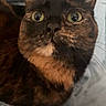 Pepper joined the competition — help win amazing prizes! animal, blue, cat, close_up, comfort, curious, cute, domestic, eyes, feline, fur, indoor, mammal, pet, portrait, quilt, resting, soft, tortoiseshell, whiskers