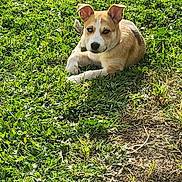 Rocky joined the competition — help win amazing prizes! brown_and_white, cute, daytime, dog, ears, eyes, grass, lawn, looking_at_camera, lying_down, muzzle, nature, outdoors, paw, pet, portrait, puppy, resting, short_fur, sunlight