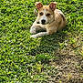 brown_and_white, cute, daytime, dog, ears, eyes, grass, lawn, looking_at_camera, lying_down, muzzle, nature, outdoors, paw, pet, portrait, puppy, resting, short_fur, sunlight