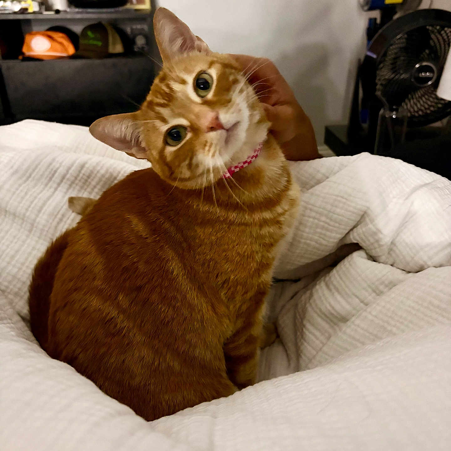 Bella