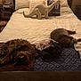 bed, blanket, cat, cozy, dinosaur_toy, furniture, home, indoor, pillow, plush_toy, quiet, resting, sleeping_cat, soft_lighting, stuffed_animal, table, two_cats, warm, wooden_furniture, yellow_light