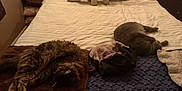 Rocky joined the competition — help win amazing prizes! cat, bed, blanket, pillow, sleeping, feline, indoor, cozy, fur, resting, brown_cat, gray_cat, knitted_toy, nightstand, books, lamp, home, relaxation, soft_light, quiet