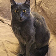 Charlie joined the competition — help win amazing prizes! abyssinian, angora, animal, blackcat, blanket, brasssection, cat, couch, cushion, egyptiancat, furniture, homedecor, horn, kitten, manx, musicalinstrument, pet, slate