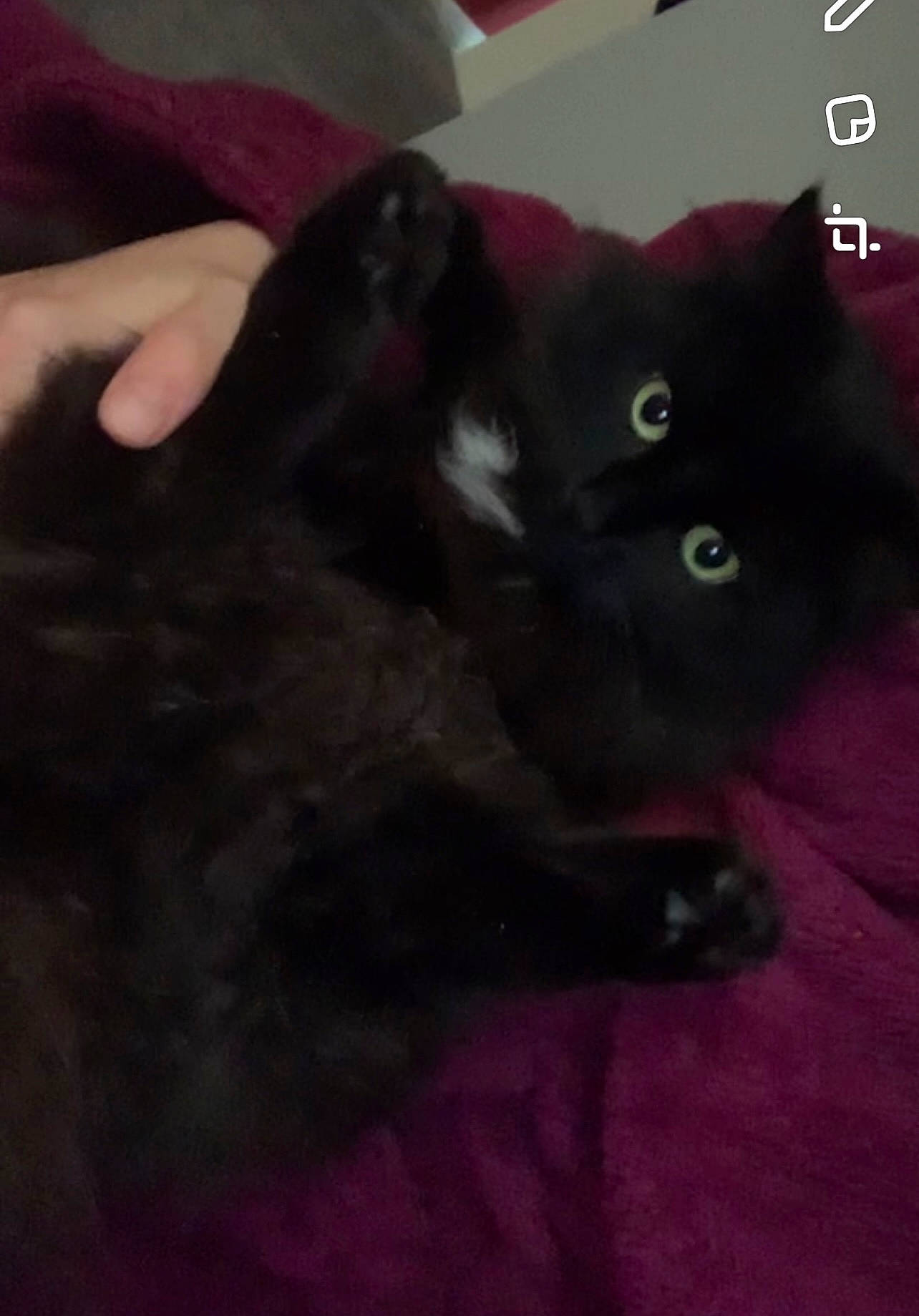 Kitty joined the competition — help win amazing prizes! black_cat, bombay, carnivore, cat, claw, comfort, domestic_short_haired_cat, felidae, fur, gesture, grey, iris, magenta, paw, photo_caption, small_to_medium_sized_cats, snout, tail, terrestrial_animal, whiskers