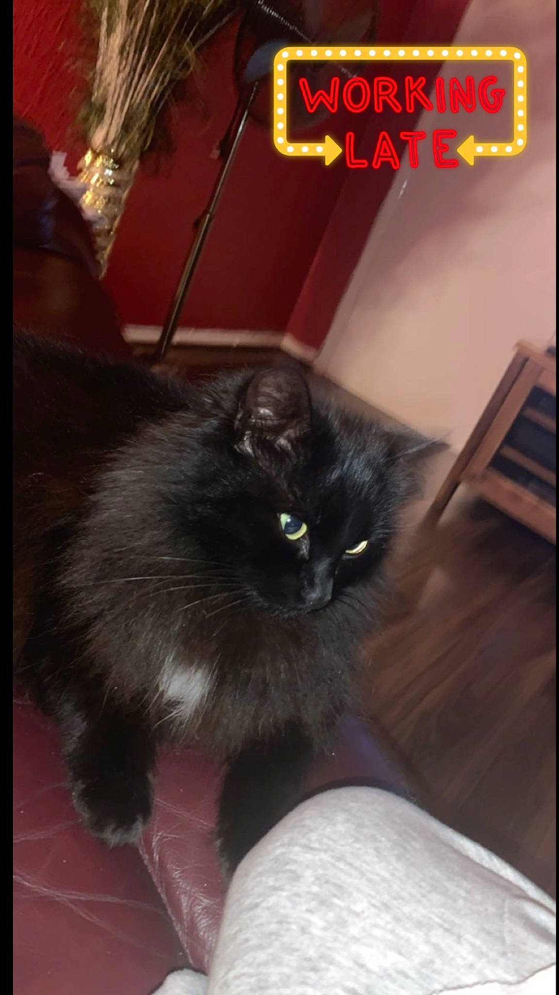 Kitty is registered to the contest to win money with this photo: black_cat, bombay, carnivore, cat, claw, comfort, domestic_short_haired_cat, felidae, flooring, font, fur, hardwood, paw, photo_caption, rectangle, room, sitting, small_to_medium_sized_cats, tail, whiskers