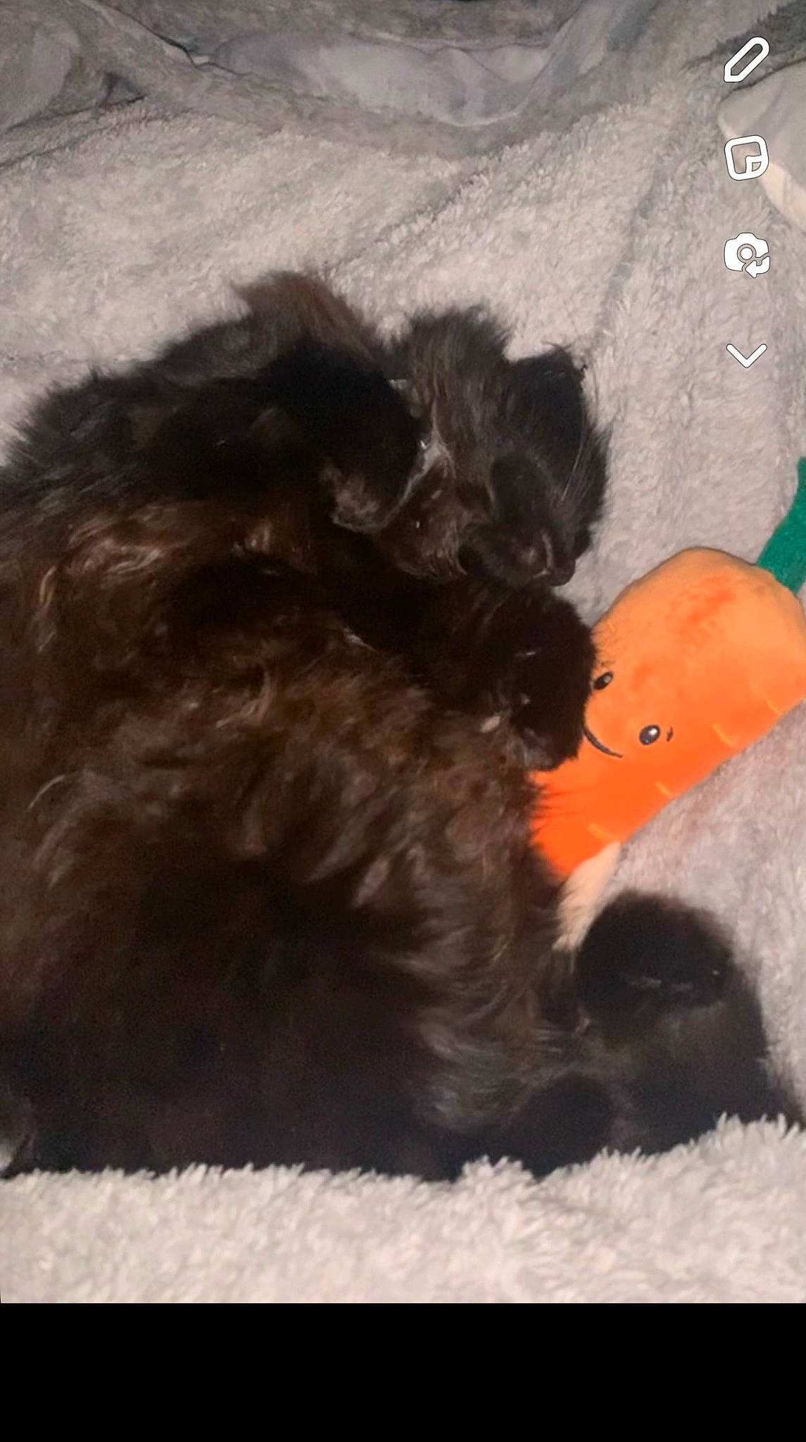 Kitty joined the competition — help win amazing prizes! art, canidae, carnivore, companion_dog, dog, dog_breed, dog_supply, felidae, fur, liver, paw, small_terrier, small_to_medium_sized_cats, snout, sporting_group, tail, terrier, toy, toy_dog, water_dog