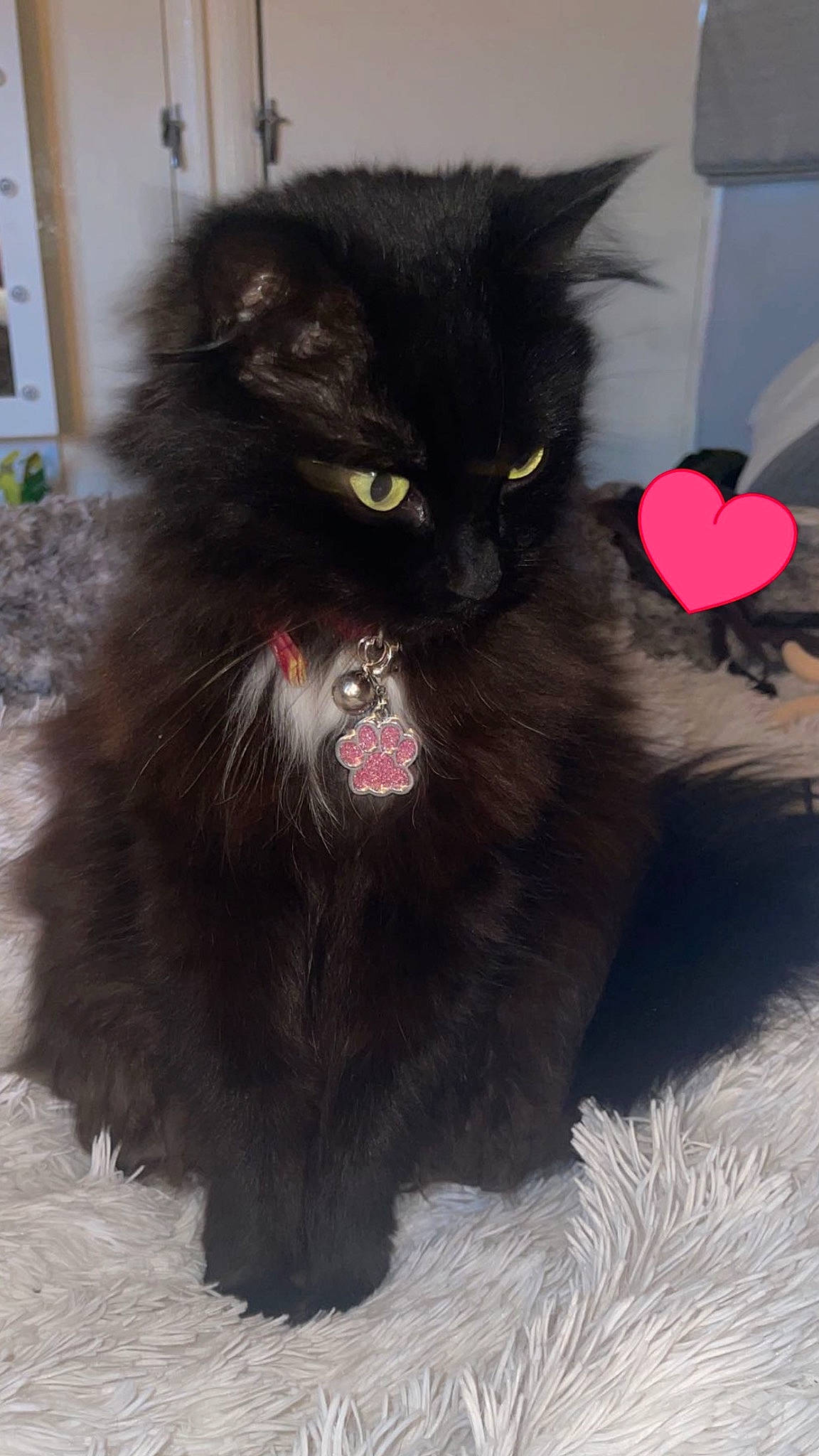 Kitty joined the competition — help win amazing prizes! black_cat, carmine, carnivore, cat, cat_toy, claw, felidae, fur, paw, sitting, small_to_medium_sized_cats, snout, tail, whiskers, window