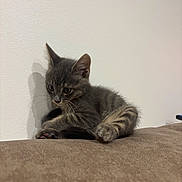 Perle participe au concours pour gagner de l'argent avec cette photo : kitten, cat, gray_tabby, pet, animal, indoor, curious, soft_fur, whiskers, paw, shadow, wall, brown_surface, cute, young_cat, feline, resting, small_animal, domestic_cat, playful