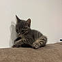 kitten, cat, gray_tabby, pet, animal, indoor, curious, soft_fur, whiskers, paw, shadow, wall, brown_surface, cute, young_cat, feline, resting, small_animal, domestic_cat, playful