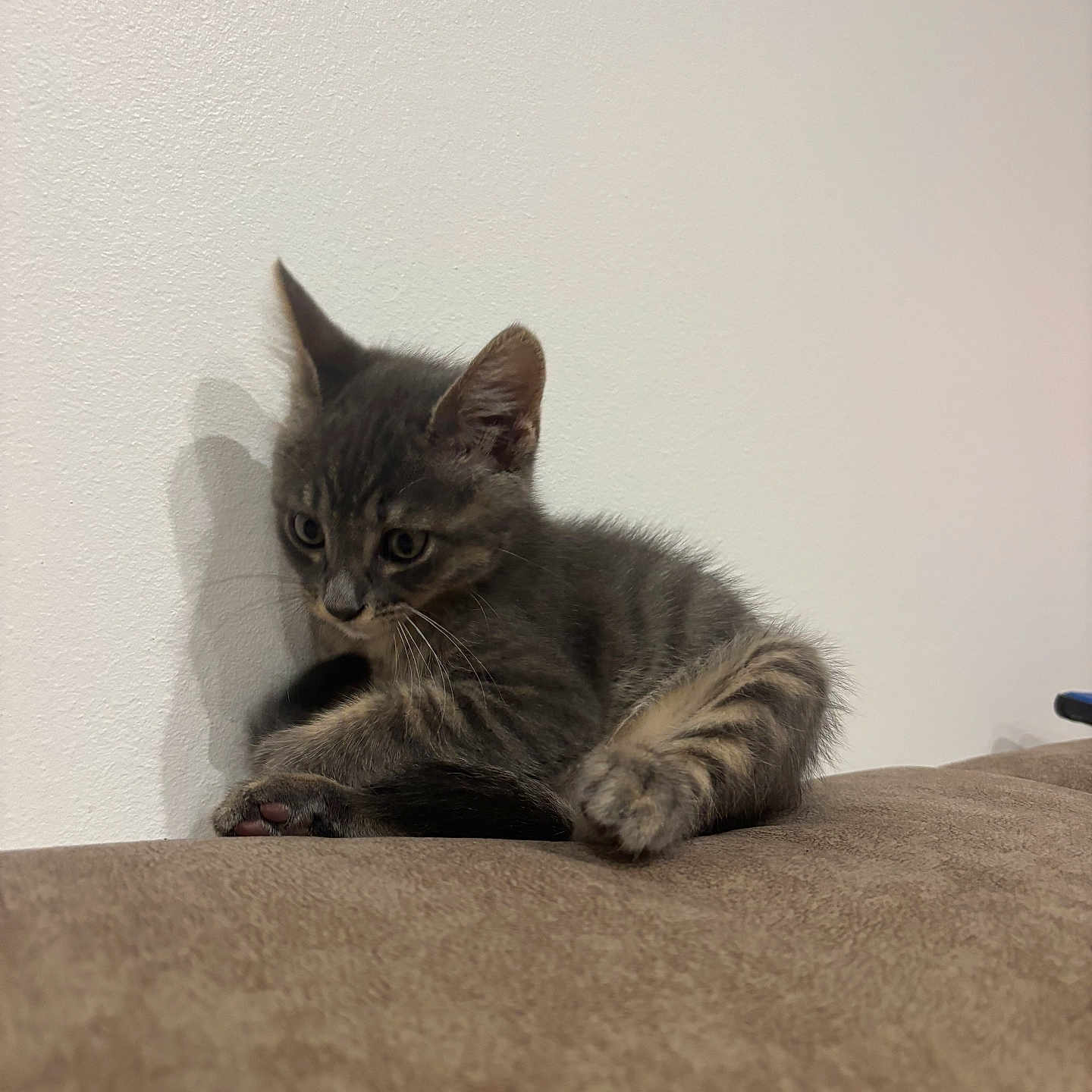 Perle participe au concours pour gagner de l'argent avec cette photo : animal, brown_surface, cat, curious, cute, domestic_cat, feline, gray_tabby, indoor, kitten, paw, pet, playful, resting, shadow, small_animal, soft_fur, wall, whiskers, young_cat