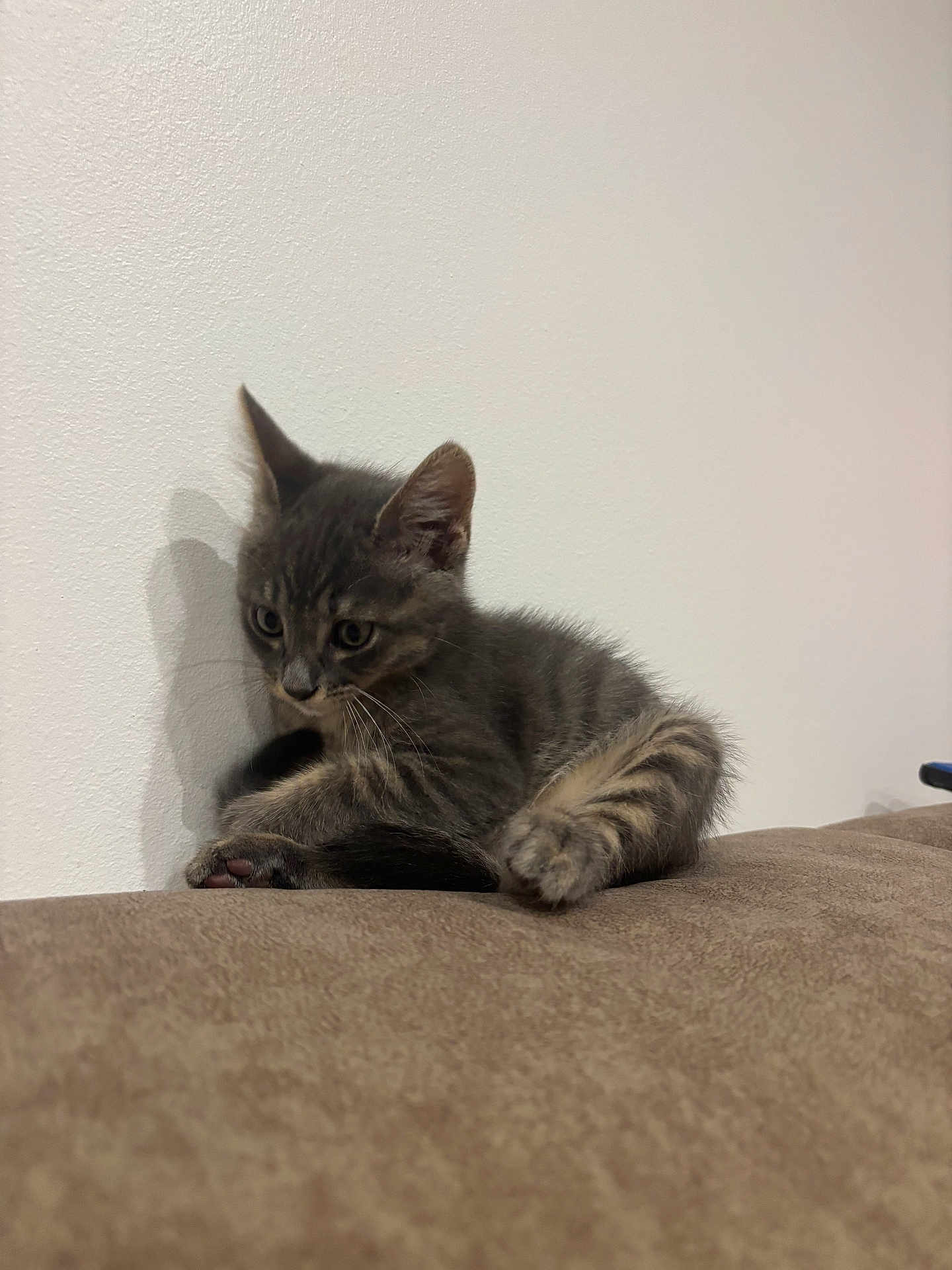 Perle participe au concours pour gagner de l'argent avec cette photo : kitten, cat, gray_tabby, pet, animal, indoor, curious, soft_fur, whiskers, paw, shadow, wall, brown_surface, cute, young_cat, feline, resting, small_animal, domestic_cat, playful