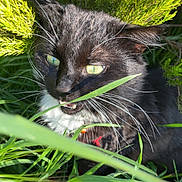 Berlioz is registered to the contest to win money with this photo: animal, black_and_white, cat, close_up, collar, curious, daylight, eyes, fur, grass, greenery, leaf, muzzle, nature, outdoor, pet, plant, sunlight, whiskers, wildlife