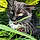 Berlioz