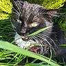 animal, black_and_white, cat, close_up, collar, curious, daylight, eyes, fur, grass, greenery, leaf, muzzle, nature, outdoor, pet, plant, sunlight, whiskers, wildlife