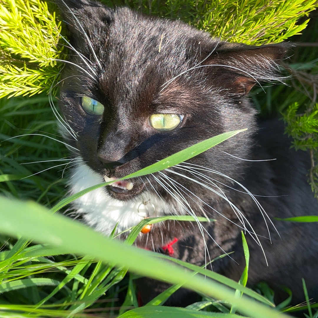Berlioz