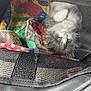 Tix joined the competition — help win amazing prizes! abyssinian, accessories, angora, animal, bag, baggage, bed, cat, couch, crib, cushion, furniture, handbag, homedecor, infantbed, kitten, linen, manx, pet, suitcase