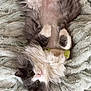 Tix joined the competition — help win amazing prizes! angora, animal, ball, blanket, canine, cat, couch, dog, furniture, homedecor, kitten, linen, manx, person, pet, quilt, sleeping, sport, tennis, tennisball