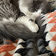Tix joined the competition — help win amazing prizes! abyssinian, angora, animal, blanket, cat, couch, furniture, homedecor, kitten, laundry, linen, manx, person, pet, quilt, siamese, sleeping, towel