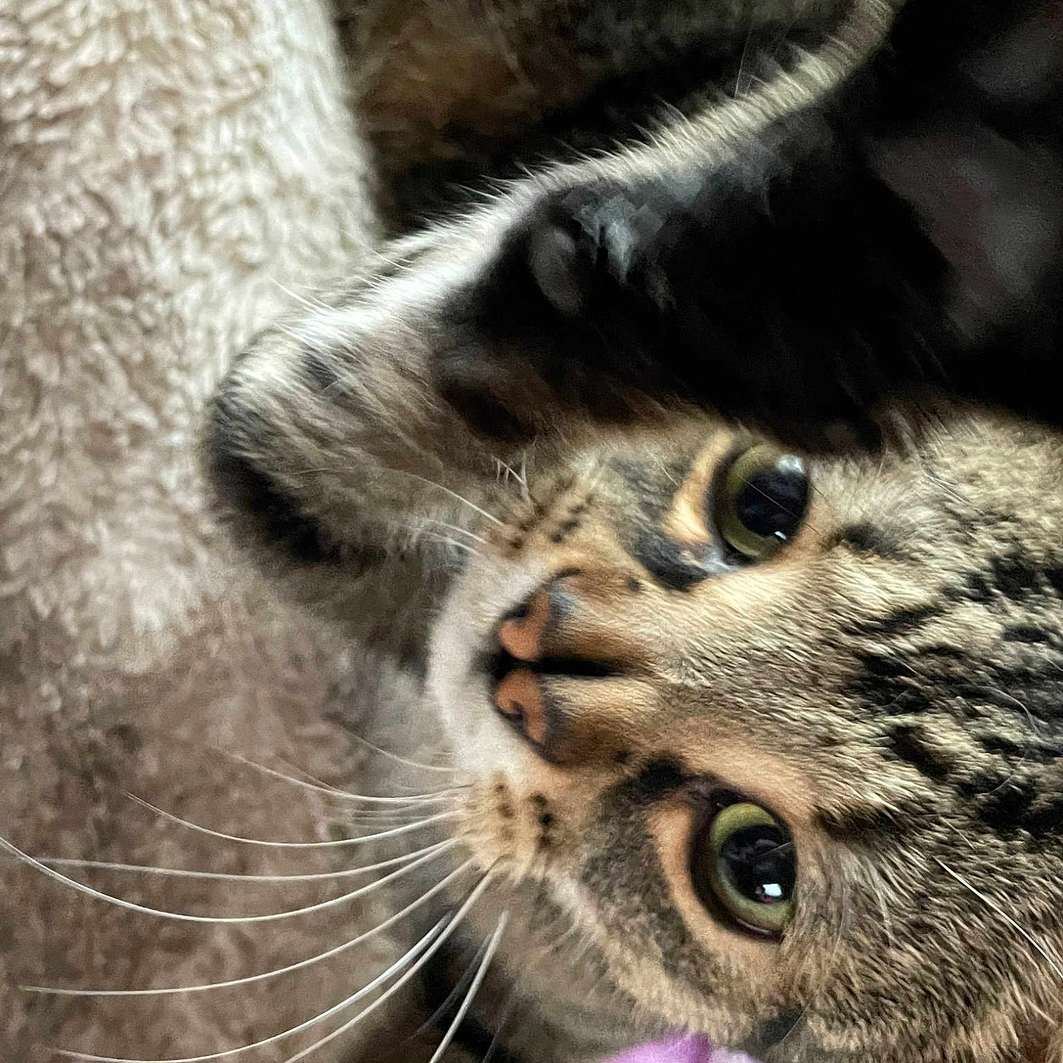 Romeow