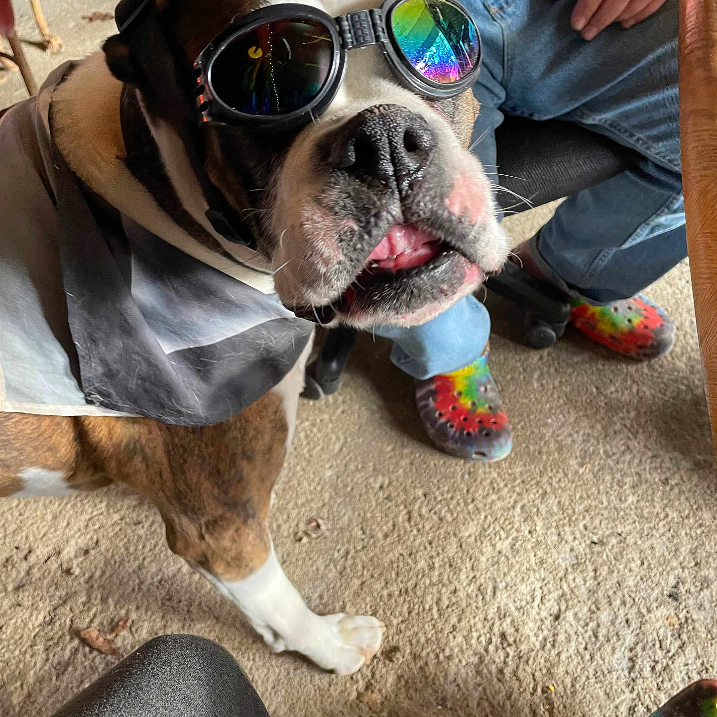 Thor joined the competition — help win amazing prizes! accessories, animal, baby, boxer, bulldog, canine, clothing, dog, face, footwear, glasses, goggles, head, person, pet, photography, portrait, puppy, shoe, sunglasses