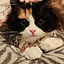 Yumi a rejoint le concours — aidez-le/la à gagner de superbes lots ! cat, calico, fluffy, close_up, pet, animal, cute, whiskers, pink_nose, paws, feline, indoor, resting, curious, soft, mammal, companion, domestic, eyes, fur