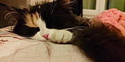 Yumi a rejoint le concours — aidez-le/la à gagner de superbes lots ! cat, calico, sleeping, paw, nose, whiskers, fur, closeup, indoor, cozy, relaxed, soft, bed, blanket, pink, black, white, orange, pet, animal