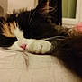cat, calico, sleeping, paw, nose, whiskers, fur, closeup, indoor, cozy, relaxed, soft, bed, blanket, pink, black, white, orange, pet, animal