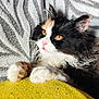 Yumi a rejoint le concours — aidez-le/la à gagner de superbes lots ! cat, calico, amber_eyes, fur, whiskers, paws, wet_fur, closeup, pet, animal, resting, yellow_blanket, gray_background, texture, cute, indoor, portrait, relaxed, soft_light, feline