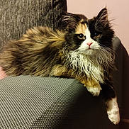 Yumi a rejoint le concours — aidez-le/la à gagner de superbes lots ! cat, calico, fluffy, pet, feline, indoor, couch, furniture, relaxed, resting, whiskers, pink_nose, curious, armrest, domestic_animal, mammal, fur, eyes, cute, animal