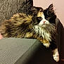 cat, calico, fluffy, pet, feline, indoor, couch, furniture, relaxed, resting, whiskers, pink_nose, curious, armrest, domestic_animal, mammal, fur, eyes, cute, animal