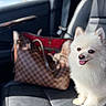Chanel is registered to the contest to win money with this photo: accessory, animal, car_interior, car_seat, closeup, cute, dog, fluffy, handbag, happy, indoor, leather_seat, luxury, pet, portrait, purse, smiling_dog, sunlight, white_dog, window