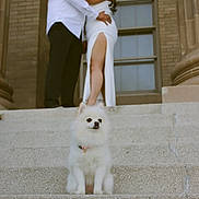 Chanel is registered to the contest to win money with this photo: affection, building, columns, couple, dog, dress, fluffy_dog, formal_wear, kissing, love, man, outdoor, pet, portrait, romantic, stairs, steps, white_dog, window, woman