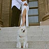 affection, building, columns, couple, dog, dress, fluffy_dog, formal_wear, kissing, love, man, outdoor, pet, portrait, romantic, stairs, steps, white_dog, window, woman