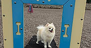 Chanel is registered to the contest to win money with this photo: animal, blue_frame, bones, cute, daytime, dog, dog_park, fence, gravel, happy_dog, outdoor, pet, play_structure, playground, pomeranian, sky, small_dog, tongue_out, white_dog, yellow_frame