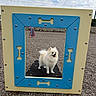 animal, blue_frame, bones, cute, daytime, dog, dog_park, fence, gravel, happy_dog, outdoor, pet, play_structure, playground, pomeranian, sky, small_dog, tongue_out, white_dog, yellow_frame