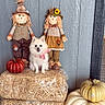 Chanel joined the competition — help win amazing prizes! animal, autumn, cheerful, cute, decorative_pumpkin, dog, fall_decor, fluffy_dog, hay_bales, indoor, pet, pink_bow, pumpkin, scarecrow, scarecrow_doll, seasonal_decoration, small_dog, smiling, white_dog, wooden_wall