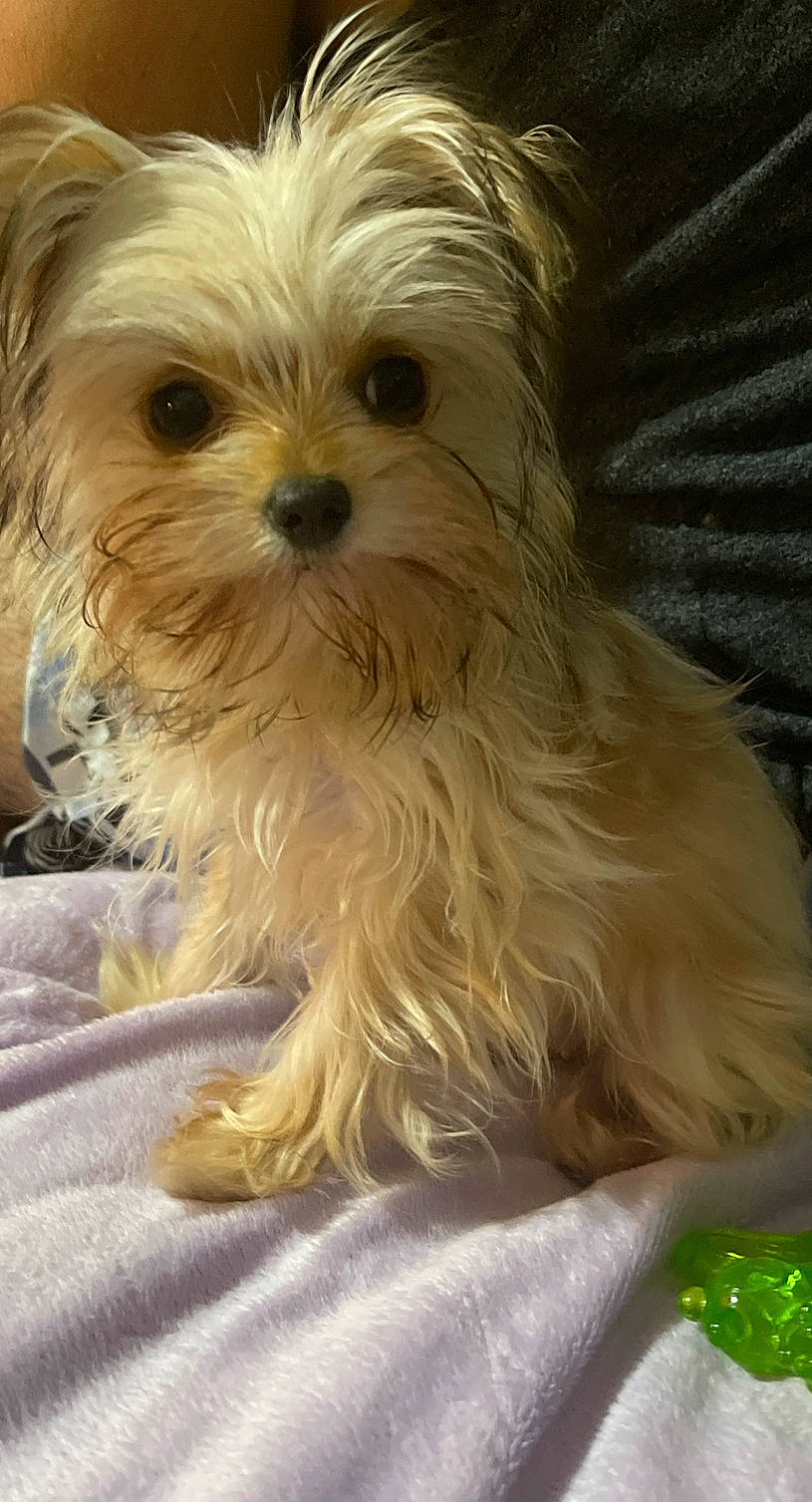 Ellie is registered to the contest to win money with this photo: biewer_terrier, canidae, carnivore, companion_dog, dog, dog_breed, fur, liver, mal_shi, non_sporting_group, puppy, shih_poo, shih_tzu, small_terrier, snout, sporting_group, terrestrial_animal, terrier, toy_dog, working_animal