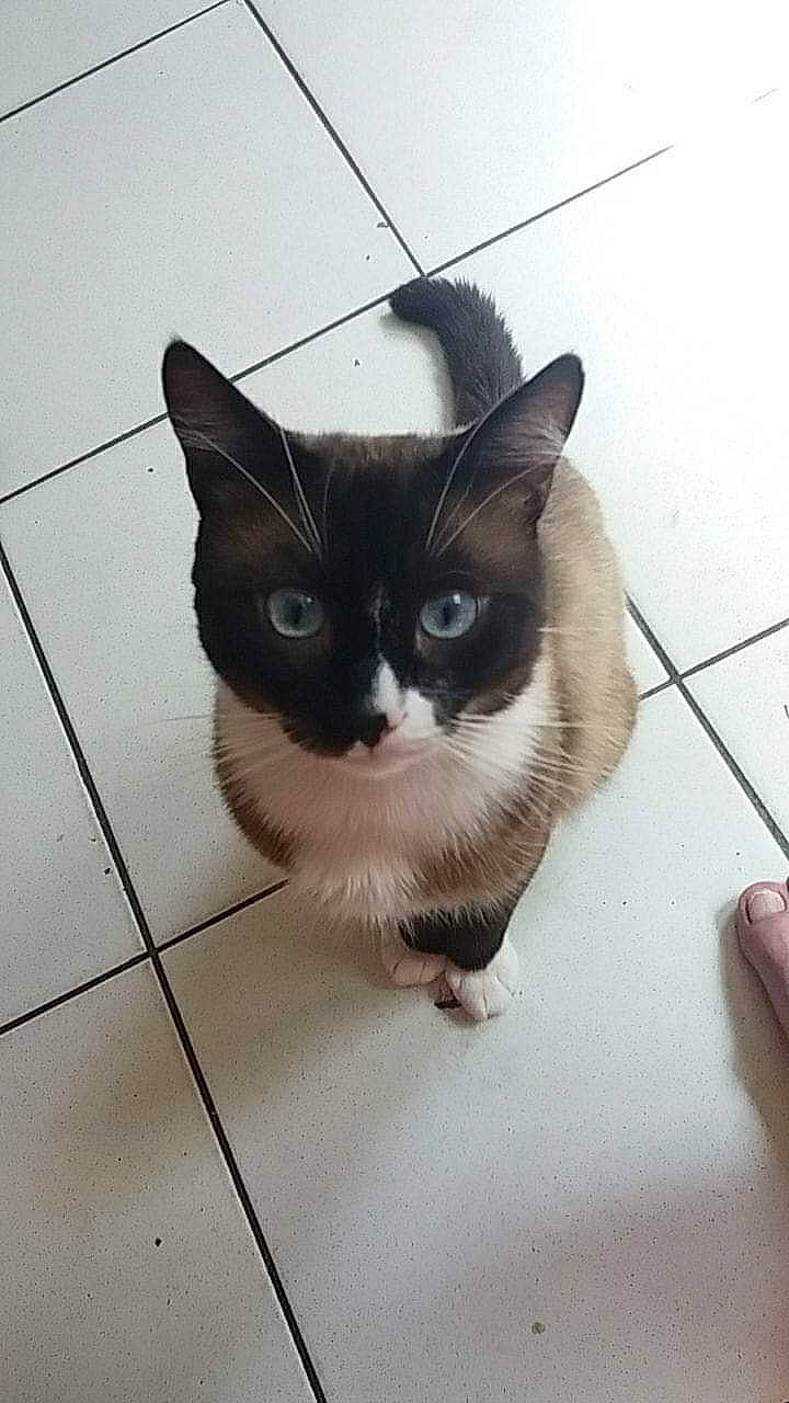 Mogway a rejoint le concours — aidez-le/la à gagner de superbes lots ! carnivore, cat, domestic_short_haired_cat, eye, felidae, flooring, foot, fur, head, human_body, iris, line, monochrome, monochrome_photography, paw, small_to_medium_sized_cats, snout, tail, tile_flooring, whiskers