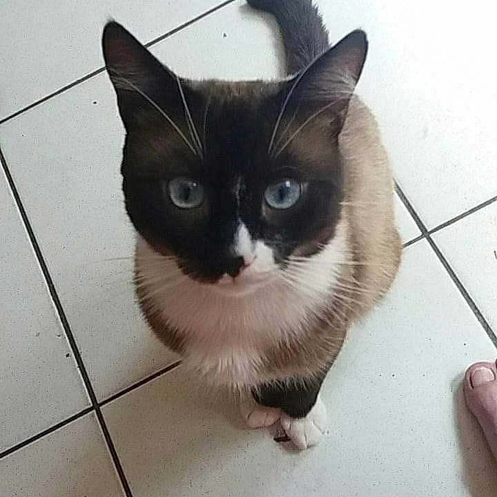 Mogway