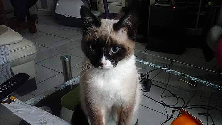 Mogwaii a rejoint le concours — aidez-le/la à gagner de superbes lots ! balinese, carnivore, cat, domestic_short_haired_cat, eye, fawn, felidae, flooring, fur, iris, siamese, small_to_medium_sized_cats, snout, tail, terrestrial_animal, thai, whiskers