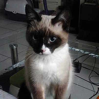 Mogwaii