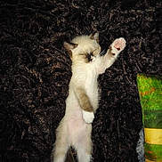 Chouchou participe au concours pour gagner de l'argent avec cette photo : cat, cat_like_mammal, fauna, fur, small_to_medium_sized_cats, tail, whiskers, wildlife