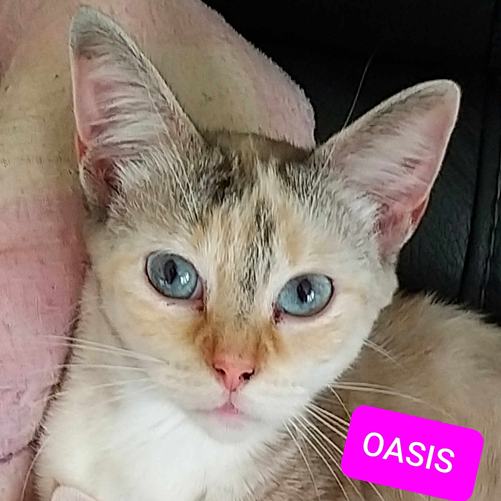 Oasis