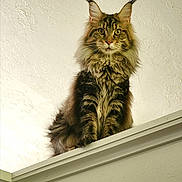 Jk Murphy Brown is registered to the contest to win money with this photo: animal, cat, close_up, curious, domestic_cat, ears, feline, fluffy, house_pet, indoor, long_hair, looking_down, maine_coon, mammal, perched, pet, portrait, striped, tabby, whiskers