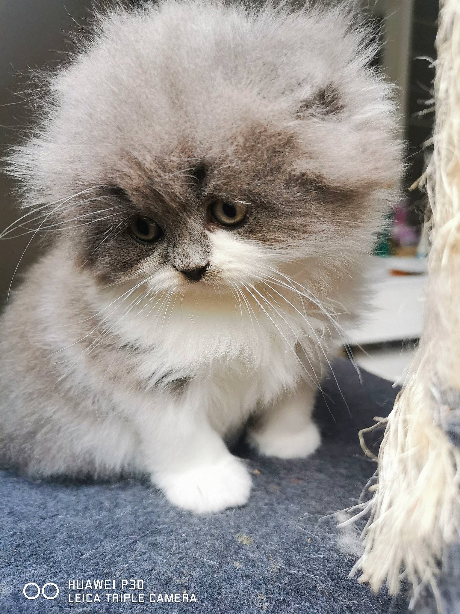 Sia a rejoint le concours — aidez-le/la à gagner de superbes lots ! british_longhair, carnivore, cat, claw, companion_dog, eye, fawn, felidae, flooring, fur, grass, paw, persian, photo_caption, small_to_medium_sized_cats, snout, tail, terrestrial_animal, whiskers