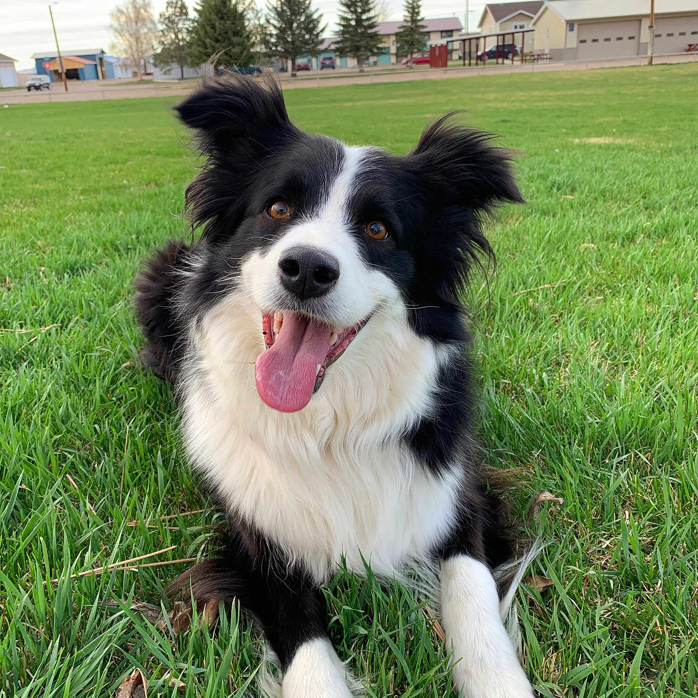 Luca joined the competition — help win amazing prizes! animal, architecture, building, bus, canine, car, collie, dog, field, grass, grassland, lawn, outdoors, pet, plant, puppy, shelter, transportation, tree, vehicle