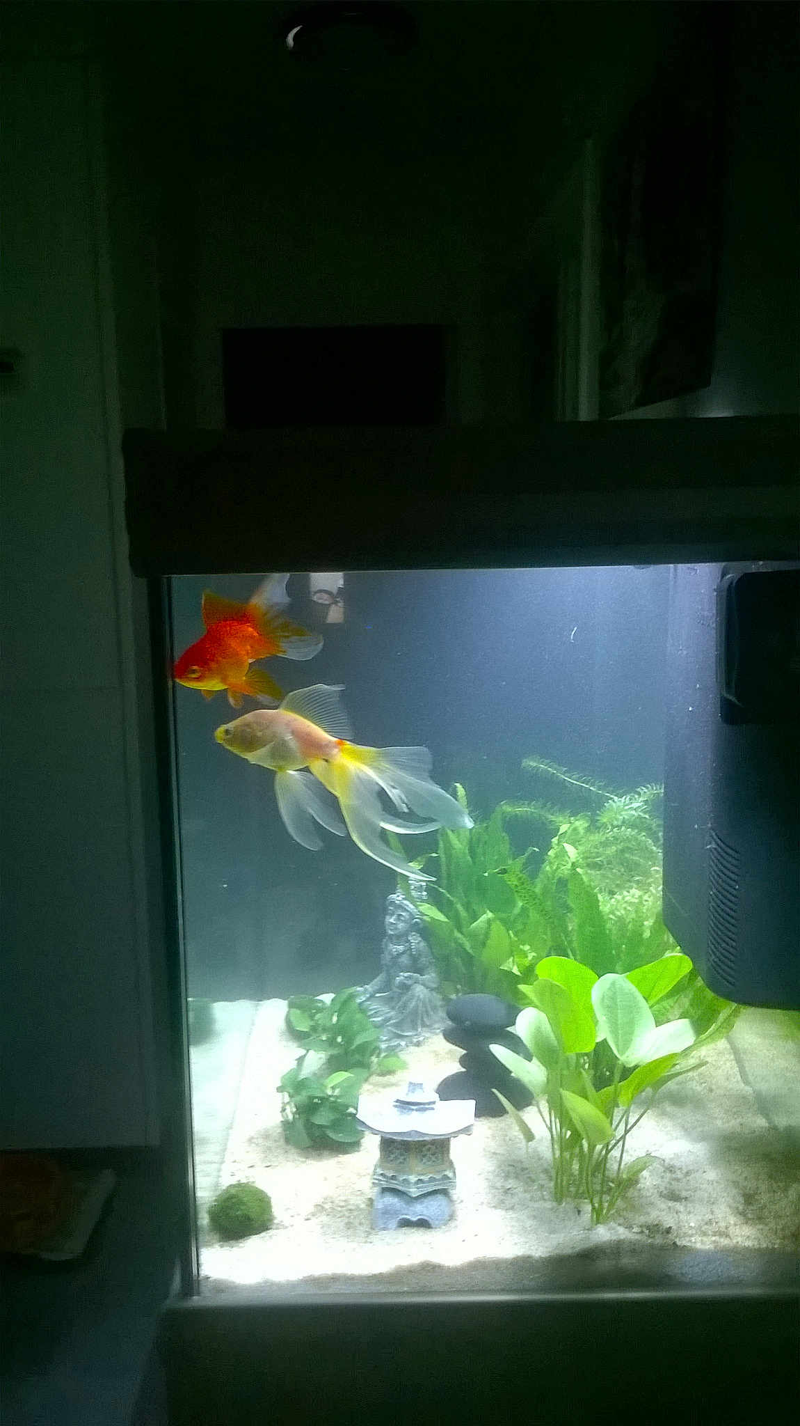 Fifi Et Bidule