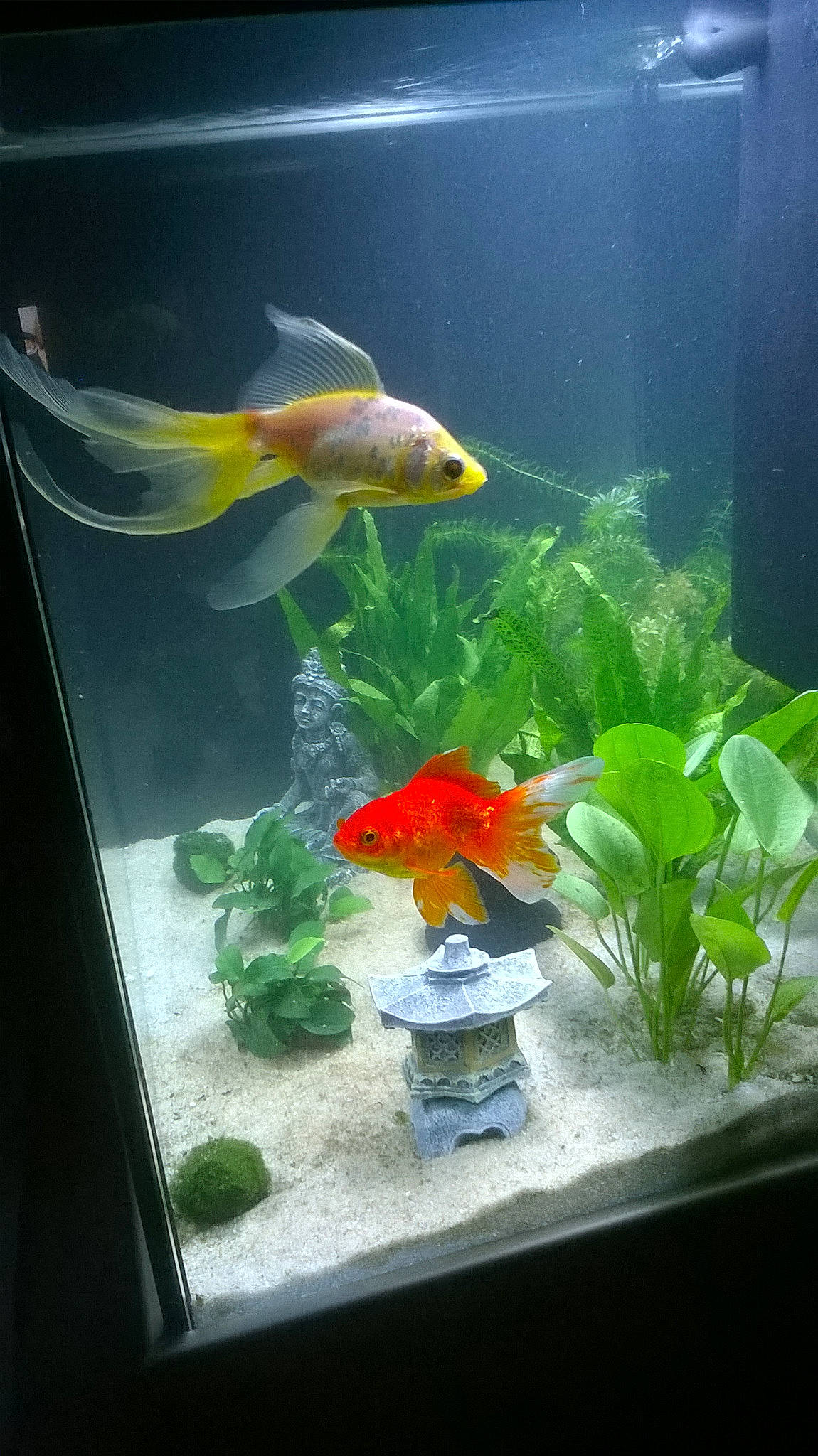 Fifi Et Bidule a rejoint le concours — aidez-le/la à gagner de superbes lots ! aquarium, aquarium_decor, aquarium_fish_feed, aquarium_lighting, aquatic_plant, bony_fish, cyprinidae, feeder_fish, fin, fish, freshwater_aquarium, glass, goldfish, koi, marine_biology, organism, plant, ray_finned_fish, tail