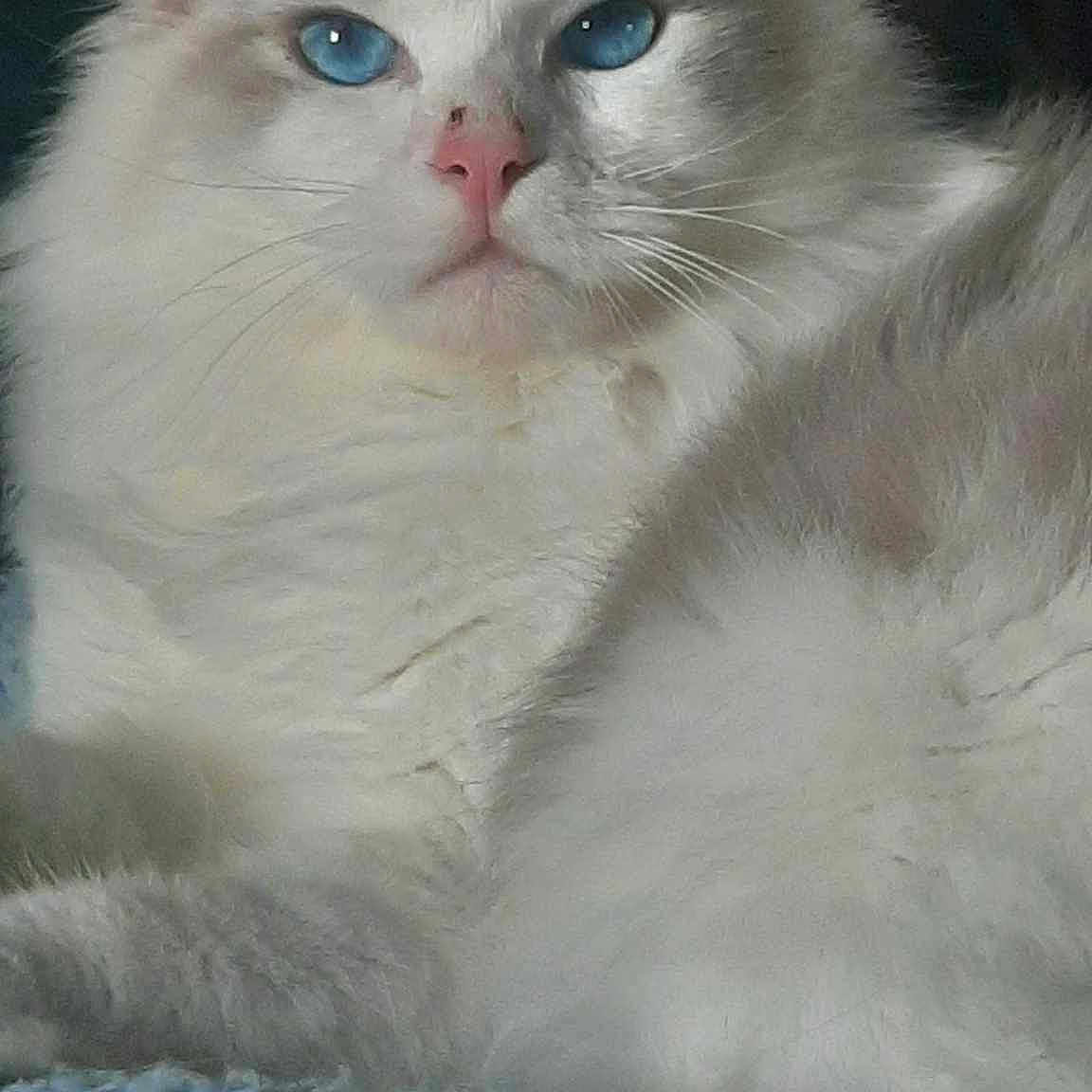 Theo